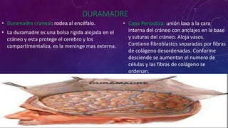 DURAMADRE
• Duramadre craneal: rodea al encéfalo.
• La duramadre es una bolsa rígida alojada en el
cráneo y esta protege el cerebro y los
compartimentaliza, es la meninge mas externa.
• Capa Periostíca: unión laxa a la cara
interna del cráneo con anclajes en la base
y suturas del cráneo. Aloja vasos.
Contiene fibroblastos separadas por fibras
de colágeno desordenadas. Conforme
desciende se aumentan el numero de
células y las fibras de colágeno se
ordenan.
 