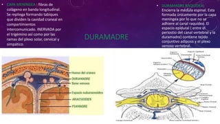 DURAMADRE
• DURAMADRE RAQUÍDEA:
Encierra la médula espinal. Esta
formada únicamente por la capa
meníngea por lo que no se
adhiere al canal raquídeo. El
espacio epidural ( entre el
periostio del canal vertebral y la
duramadre) contiene tejido
conjuntivo adiposo y el plexo
venoso vertebral.
• CAPA MENÍNGEA : fibras de
colágeno en banda longitudinal.
Se repliega formando tabiques
que dividen la cavidad craneal en
compartimientos
intercomunicado. INERVADA por
el trigémino así como por las
ramas del plexo solar, cervical y
simpático.
 