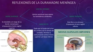 REFLEXIONES DE LA DURAMADRE MENÍNGEA
HOZ DEL CEREBRO
Lámina semilunar que separa
los hemisferios cerebrales.BORDE SUPERIOR BORDE INFERIOR
Se desdobla a lo largo de su
borde craneal para
empaquetar al seno sagital
superior
Esta libre y es cóncavo.
Empaqueta al seno sagital
inferior
SENO RECTO
Dado por la fusión de la hoz
del cerebro con la tienda del
cerebelo. Permite la
comunicación entre el Seno
superior y el Seno inferior
 
