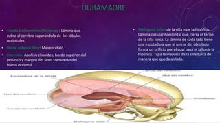 DURAMADRE
• Tienda Del Cerebelo (Tentorio) : Lámina que
cubre al cerebro separándolo de los lóbulos
occipitales.
• Borde anterior libre: Mesencéfalo
• Inserción: Apófisis clinoides, borde superior del
peñasco y margen del seno transverso del
hueso occipital.
• Diafragma Selar: de la silla o de la hipófisis.
Lámina circular horizontal que cierra el techo
de la silla turca. La lámina de cada lado tiene
una escotadura que al unirse del otro lado
forma un orificio por el cual pasa el tallo de la
hipófisis. Tapa la mayoría de la silla turca de
manera que queda aislada.
 