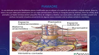 PIAMADRE
Es una delicada lamina de fibroblastos planos modificados que se adosan a la superficie del encéfalo y médula espinal. Aloja los
vasos a los que rodea para continuarse con sus capas perivasculares. (Forma un manguito para las arterias). Entre las células de la
piamadre y el tejido nervioso existen pequeñas fibras de colágeno y elastina. Los vasos piales y del plexo coroideo poseen una
profusa inervación simpática proveniente de algunos vasos craneales y de los plexos vertebral y carotídeo.
 