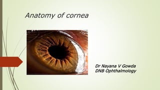 Anatomy of cornea
Dr Nayana V Gowda
DNB Ophthalmology
 