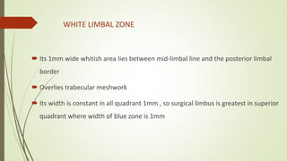Cornea anatomy simplified | PPTX