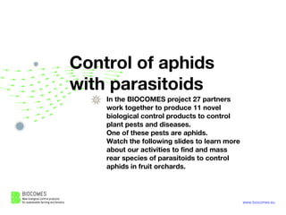 www.biocomes.eu
Control of aphids
with parasitoids
In the BIOCOMES project 27 partners
work together to produce 11 novel
biological control products to control
plant pests and diseases.
One of these pests are aphids.
Watch the following slides to learn more
about our activities to find and mass
rear species of parasitoids to control
aphids in fruit orchards.
 