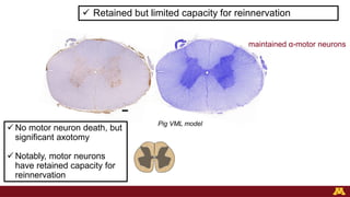 Functional Recovery of the Musculoskeletal System Following Injury ...