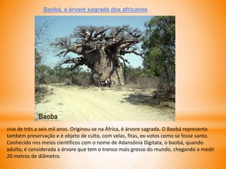 Baobá, a árvore sagrada dos africanos
vive de três a seis mil anos. Originou-se na África, é árvore sagrada. O Baobá representa
também preservação e é objeto de culto, com velas, fitas, ex-votos como se fosse santo.
Conhecido nos meios científicos com o nome de Adansônia Digitata, o baobá, quando
adulto, é considerada a árvore que tem o tronco mais grosso do mundo, chegando a medir
20 metros de diâmetro.
 