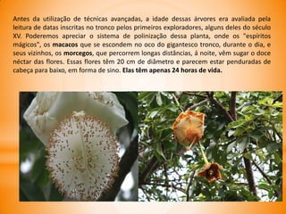 Antes da utilização de técnicas avançadas, a idade dessas árvores era avaliada pela
leitura de datas inscritas no tronco pelos primeiros exploradores, alguns deles do século
XV. Poderemos apreciar o sistema de polinização dessa planta, onde os "espíritos
mágicos", os macacos que se escondem no oco do gigantesco tronco, durante o dia, e
seus vizinhos, os morcegos, que percorrem longas distâncias, á noite, vêm sugar o doce
néctar das flores. Essas flores têm 20 cm de diâmetro e parecem estar penduradas de
cabeça para baixo, em forma de sino. Elas têm apenas 24 horas de vida.
 