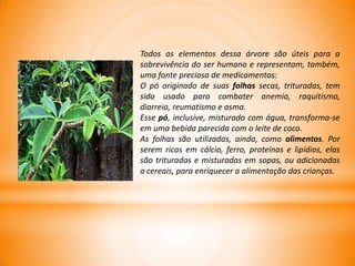 Todos os elementos dessa árvore são úteis para a
sobrevivência do ser humano e representam, também,
uma fonte preciosa de medicamentos:
O pó originado de suas folhas secas, trituradas, tem
sido usado para combater anemia, raquitismo,
diarreia, reumatismo e asma.
Esse pó, inclusive, misturado com água, transforma-se
em uma bebida parecida com o leite de coco.
As folhas são utilizadas, ainda, como alimentos. Por
serem ricas em cálcio, ferro, proteínas e lipídios, elas
são trituradas e misturadas em sopas, ou adicionadas
a cereais, para enriquecer a alimentação das crianças.
 