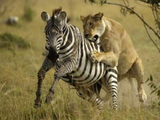 slideshare As panquecas de Mama Panya