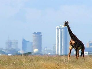 slideshare As panquecas de Mama Panya