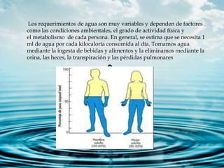 Los requerimientos de agua son muy variables y dependen de factores
como las condiciones ambientales, el grado de actividad física y
el metabolismo de cada persona. En general, se estima que se necesita 1
ml de agua por cada kilocaloría consumida al día. Tomamos agua
mediante la ingesta de bebidas y alimentos y la eliminamos mediante la
orina, las heces, la transpiración y las pérdidas pulmonares.
 