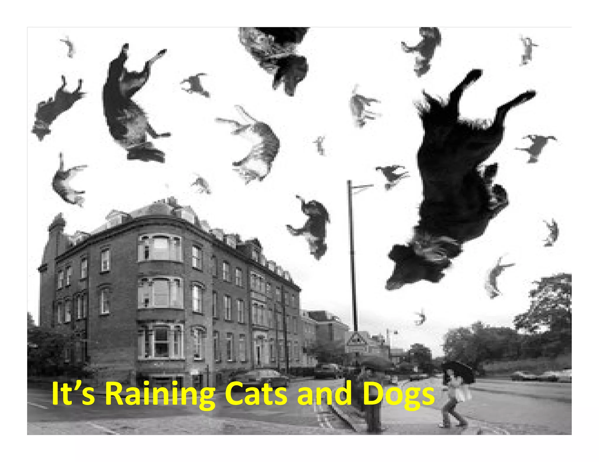 It’s Raining Cats and Dogs
 