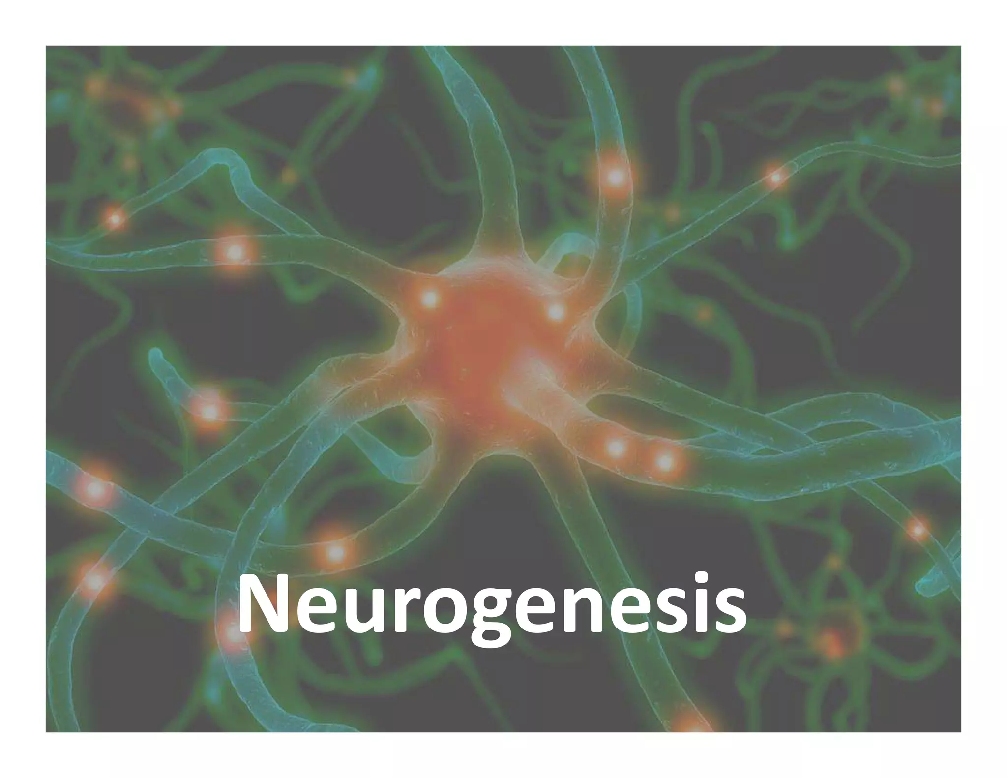 Neurogenesis
 