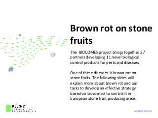 www.biocomes.eu
Brown rot on stone
fruits
The BIOCOMES project brings together 27
partners developing 11 novel biological
control products for pests and diseases
One of these diseases is brown rot on
stone fruits. The following slides will
explain more about brown rot and our
tasks to develop an effective strategy
based on biocontrol to control it in
European stone fruit producing areas.
 