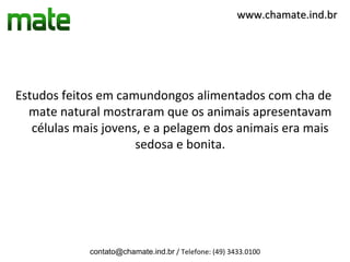 www.chamate.ind.br




Estudos feitos em camundongos alimentados com cha de
  mate natural mostraram que os animais apresentavam
   células mais jovens, e a pelagem dos animais era mais
                      sedosa e bonita.




             contato@chamate.ind.br / Telefone: (49) 3433.0100
 