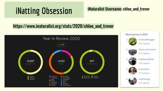 iNatting Obsession iNaturalist Username: chloe_and_trevor
https://www.inaturalist.org/stats/2020/chloe_and_trevor
 