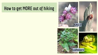 How to get MORE out of hiking
GALLS!
Leafminers!
 