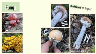 Fungi
Mushrooms: All Angles!
Springtime Amanita
Insect-egg Slime
Purple Jellydisc
Cap
Gills
O
v
e
r
a
l
l
 
