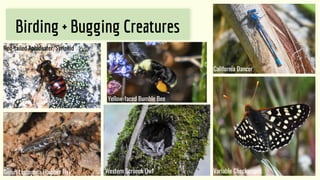Birding + Bugging Creatures
Red-tailed Aphideater, Syriphid
Variable Checkerspot
California Dancer
Western Screech Owl
Gen...