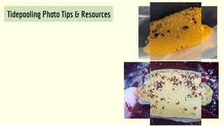 Tidepooling Ph o Tips & Resources
 