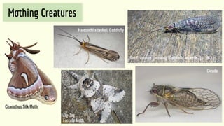 M hing Creatures
San Francisco Lacewing (Critically Imperiled)
Cicada
Ceanothus Silk Moth
Halesochila taylori, Caddisﬂy
Zig-Zag
Furcula Moth
 