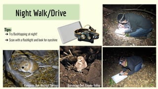 Night Walk/Drive
Tips:
➔ Try Bushtapping at night!
➔ Scan with a ﬂashlight and look for eyeshine
Kangaroo Rat, Borrego Springs Burrowing Owl, Coyote Valley
 