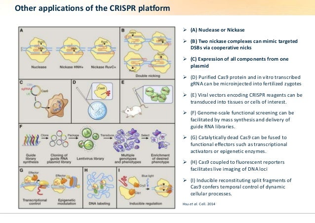 crispr gene editing for everyone crispr gene editing for everyone