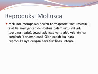 Reproduksi Mollusca
 Mollusca merupakan hewan hermaprodit, yaitu memiliki
alat kelamin jantan dan betina dalam satu individu
(berumah satu), tetapi ada juga yang alat kelaminnya
terpisah (berumah dua). Oleh sebab itu, cara
reproduksinya dengan cara fertilisasi internal
 