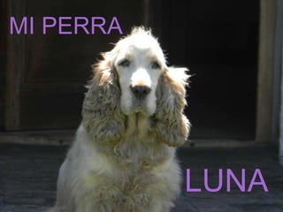 MI PERRA




           LUNA
 
