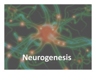 Neurogenesis
 
