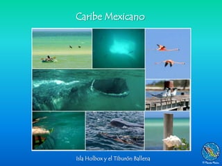 Caribe Mexicano




Isla Holbox y el Tiburón Ballena
 