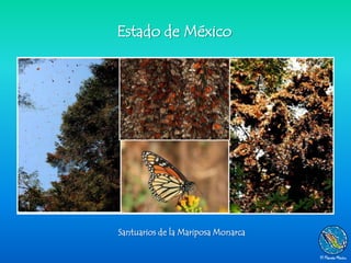 Estado de México




Santuarios de la Mariposa Monarca
 