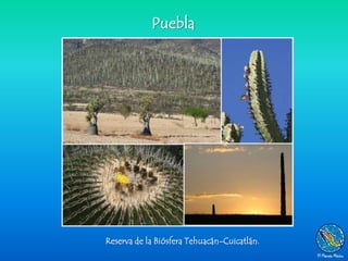 Puebla




Reserva de la Biósfera Tehuacán-Cuicatlán.
 