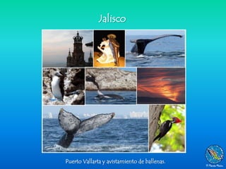 Jalisco




Puerto Vallarta y avistamiento de ballenas.
 