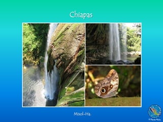 Chiapas




 Misol-Ha.
 