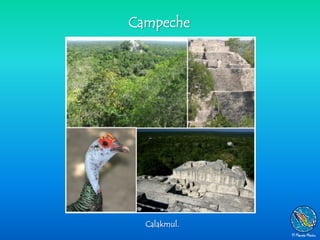 Campeche




  Calakmul.
 
