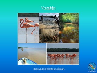 Yucatán




Reserva de la Biósfera Celestún.
 