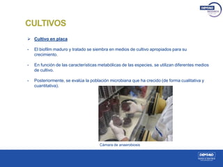 CULTIVOS
 Cultivo en placa
- El biofilm maduro y tratado se siembra en medios de cultivo apropiados para su
crecimiento.
- En función de las características metabólicas de las especies, se utilizan diferentes medios
de cultivo.
- Posteriormente, se evalúa la población microbiana que ha crecido (de forma cualitativa y
cuantitativa).
Cámara de anaerobiosis
 