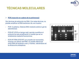  PCR (reacción en cadena de la polimerasa)
Son técnicas de extracción de DNA. Con estas técnicas, es
posible amplificar el DNA bacteriano de una muestra:
- PCR: Cualitativa. Detecta DNA mediante señal en gel de
electroforesis
- PCR-RT (PCR en tiempo real): permite cuantificar el
producto de esta amplificación a medida que se va
sintetizando mediante fluorocromos
- PCR-RT-PMA (PCR-RT con propidio de monoazida).
Gracias a la adición del PMA, es posible diferenciar
entre DNA de bacterias vivas y muertas, valorándose así
la eficacia de antisépticos
TÉCNICAS MOLECULARES
 
