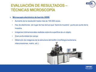  Microscopio electrónico de barrido (SEM)
EVALUACIÓN DE RESULTADOS –
TÉCNICAS MICROSCOPÍA
• Aumento de la resolución hasta más de 100.000 veces.
• Haz de electrones (en lugar de haz de luz) que “barre la muestra”, punto por punto de la
muestra.
• Imágenes tridimensionales realistas sobre la superficie de un objeto
• Gran profundidad de campo
• Obtención de imágenes de la estructura del biofilm (morfología bacteriana,
interconexiones, matriz, etc.)
 