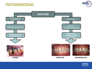 PATOGENICIDAD
BIOFILMS
Supragingival e
Inteproximal
Bacterias cariogénicas
Destrucción del
esmalte dental
Subgingival
Inflamación y
destrucción del
periodonto
Bacterias
periodontopatógenas
CARIES GINGIVITIS PERIODONTITIS
 