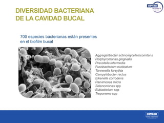 Aggregatibacter actinomycetemcomitans
Porphyromonas gingivalis
Prevotella intermedia
Fusobacterium nucleatum
Tannerella forsythia
Campylobacter rectus
Eikenella corrodens
Parvimonas micra
Selenomonas spp
Eubacterium spp
Treponema spp
700 especies bacterianas están presentes
en el biofilm bucal
DIVERSIDAD BACTERIANA
DE LA CAVIDAD BUCAL
 