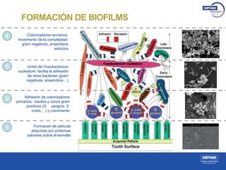 FORMACIÓN DE BIOFILMS
Formación de película
adquirida con proteínas
salivares sobre el esmalte
1
Adhesión de colonizadores
primarios: bacilos y cocos gram
positivos (S. sanguis, S.
oralis,…) y crecimiento
2
Unión de Fusobacterium
nucleatum: facilita la adhesión
de otras bacterias (gram
negativas, anaerobios…)
3
4 Colonizadores terciarios.
Incremento de la complejidad:
gram negativos, anaerobios
estrictos
4 μm4 μm
 