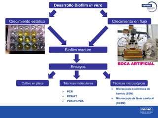 Desarrollo Biofilm in vitro
Crecimiento estático Crecimiento en flujo
Biofilm maduro
Cultivo en placa Técnicas moleculares Técnicas microscópicas
 PCR
 PCR-RT
 PCR-RT-PMA
 Microscopía electrónica de
barrido (SEM)
 Microscopía de láser confocal
(CLSM)
Ensayos
 