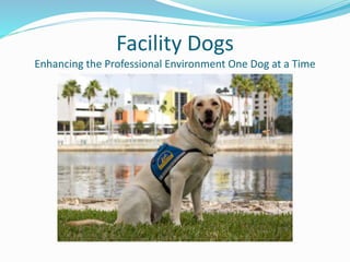 Facility Dogs
Enhancing the Professional Environment One Dog at a Time
 