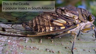 This is the Cicada,
a popular insect in South America
 