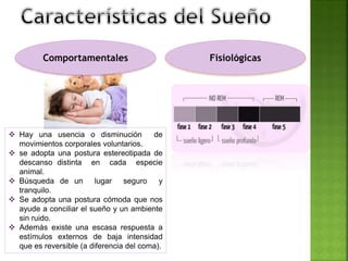  Hay una usencia o disminución de
movimientos corporales voluntarios.
 se adopta una postura estereotipada de
descanso distinta en cada especie
animal.
 Búsqueda de un lugar seguro y
tranquilo.
 Se adopta una postura cómoda que nos
ayude a conciliar el sueño y un ambiente
sin ruido.
 Además existe una escasa respuesta a
estímulos externos de baja intensidad
que es reversible (a diferencia del coma).
Comportamentales Fisiológicas
 