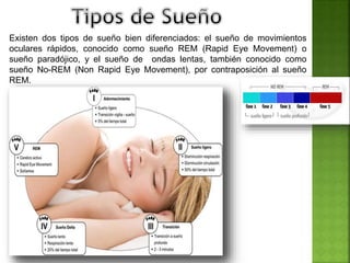 Existen dos tipos de sueño bien diferenciados: el sueño de movimientos
oculares rápidos, conocido como sueño REM (Rapid Eye Movement) o
sueño paradójico, y el sueño de ondas lentas, también conocido como
sueño No-REM (Non Rapid Eye Movement), por contraposición al sueño
REM.
 
