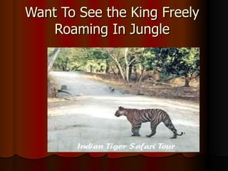 Want To See the King Freely Roaming In Jungle 