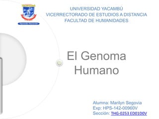 El Genoma
Humano
UNIVERSIDAD YACAMBÚ
VICERRECTORADO DE ESTUDIOS A DISTANCIA
FACULTAD DE HUMANIDADES
Alumna: Marilyn Segovia
Exp: HPS-142-00960V
Sección: THG-0253 ED01D0V
 